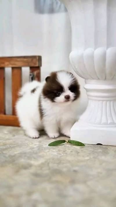butifull pomeranian puppies dog for sale
