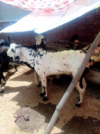 Do daant bakra