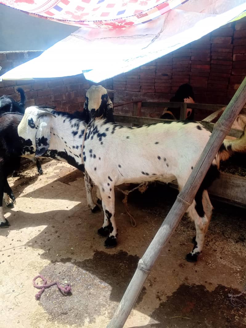 Do daant bakra 0