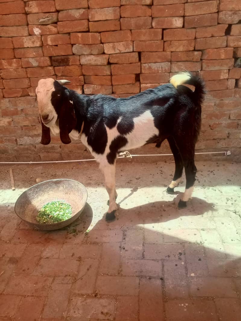 Do daant bakra 1