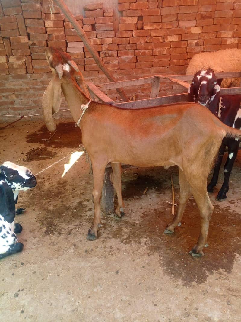 Do daant bakra 2