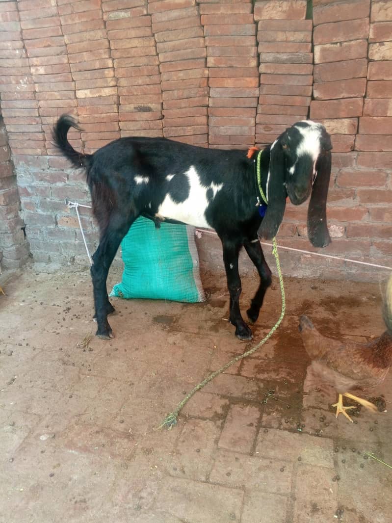 Do daant bakra 3
