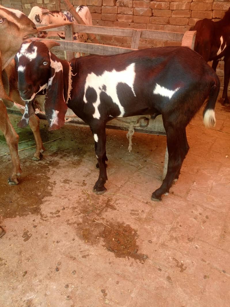 Do daant bakra 4