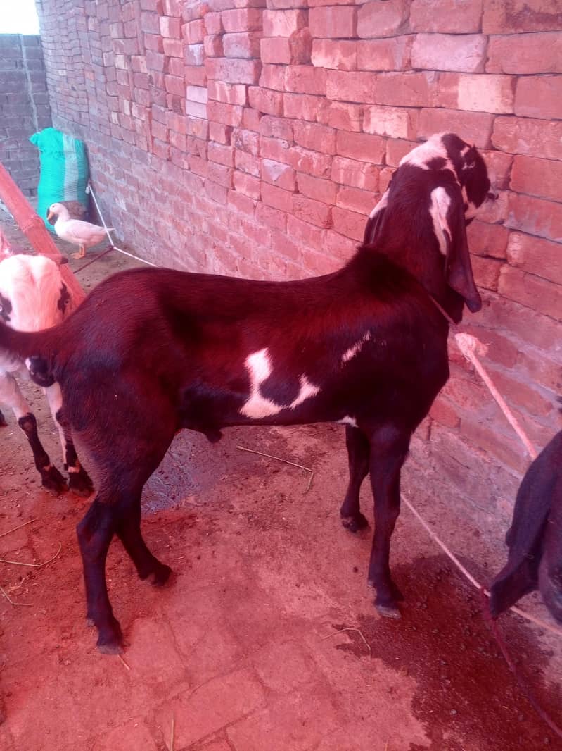 Do daant bakra 5