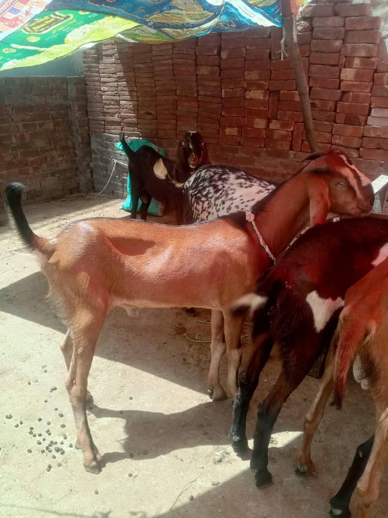 Do daant bakra 6