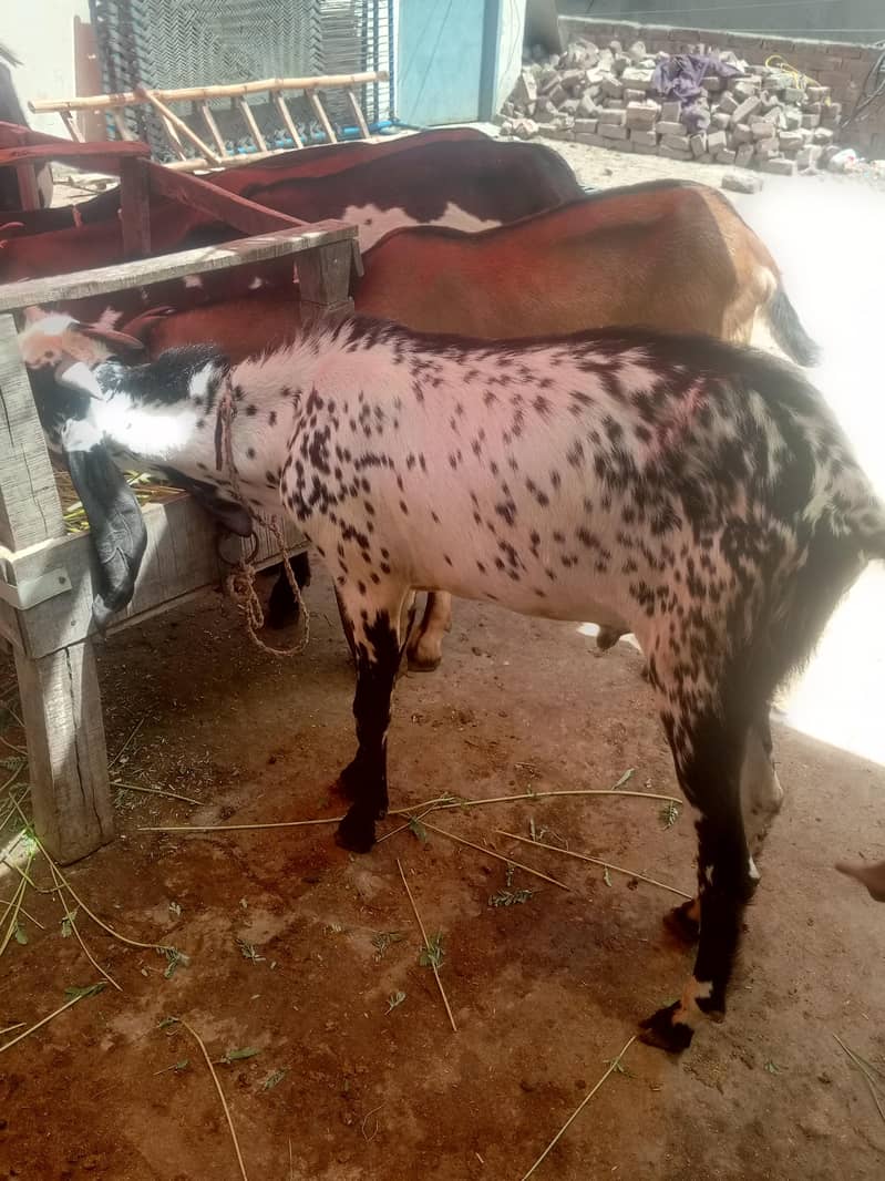 Do daant bakra 7