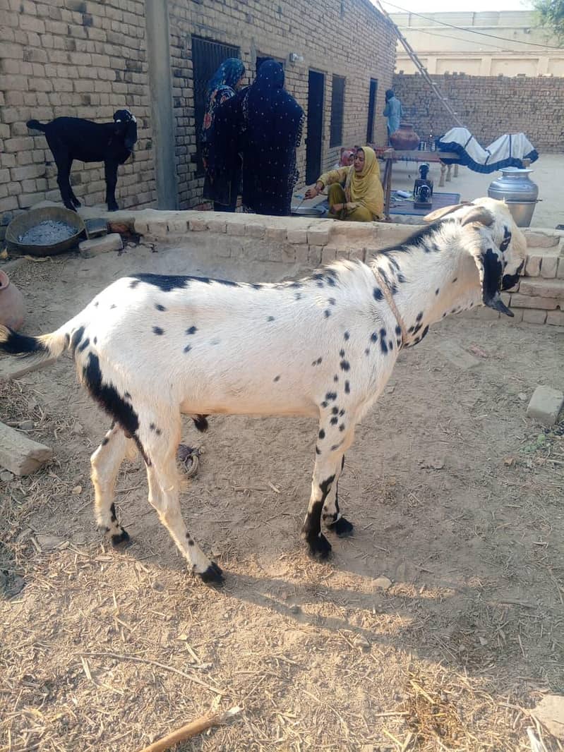 Do daant bakra 8