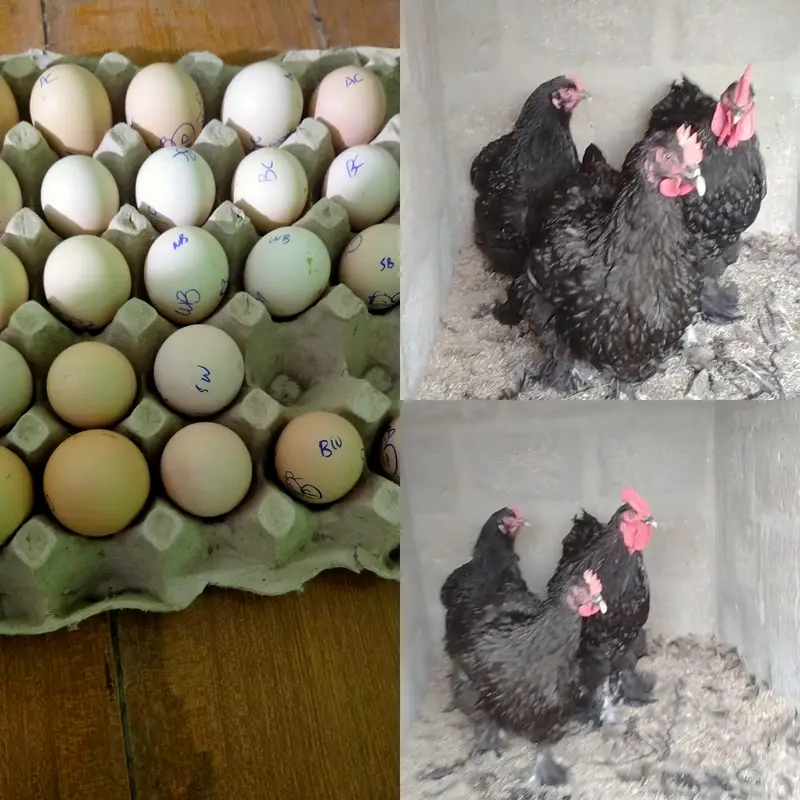 FANCY HENS FERTILE EGGS — photo 2