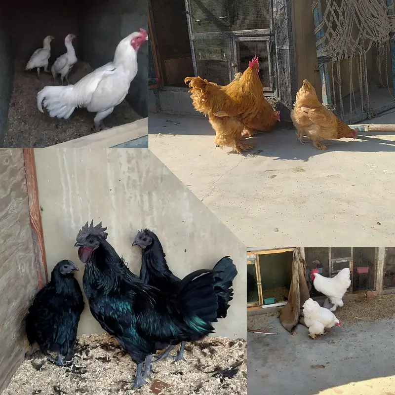 FANCY HENS FERTILE EGGS — photo 4