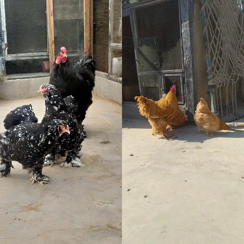 FANCY HENS FERTILE EGGS — photo 5