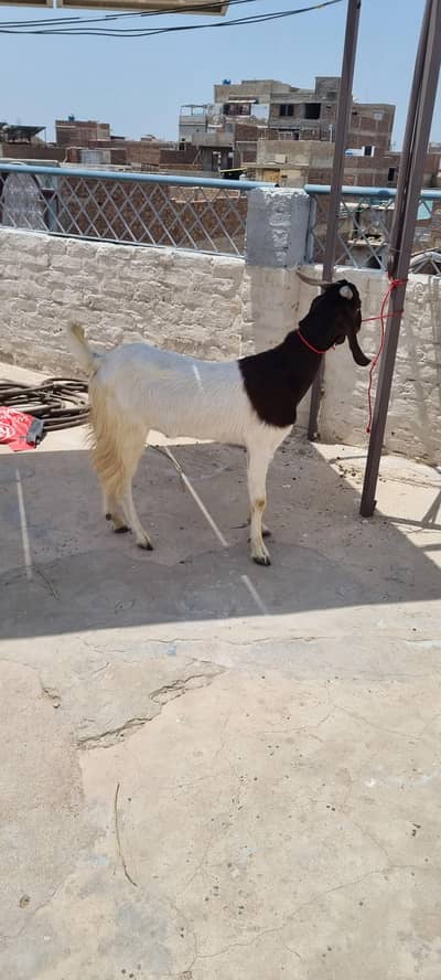 2 dant khassi Bakra
