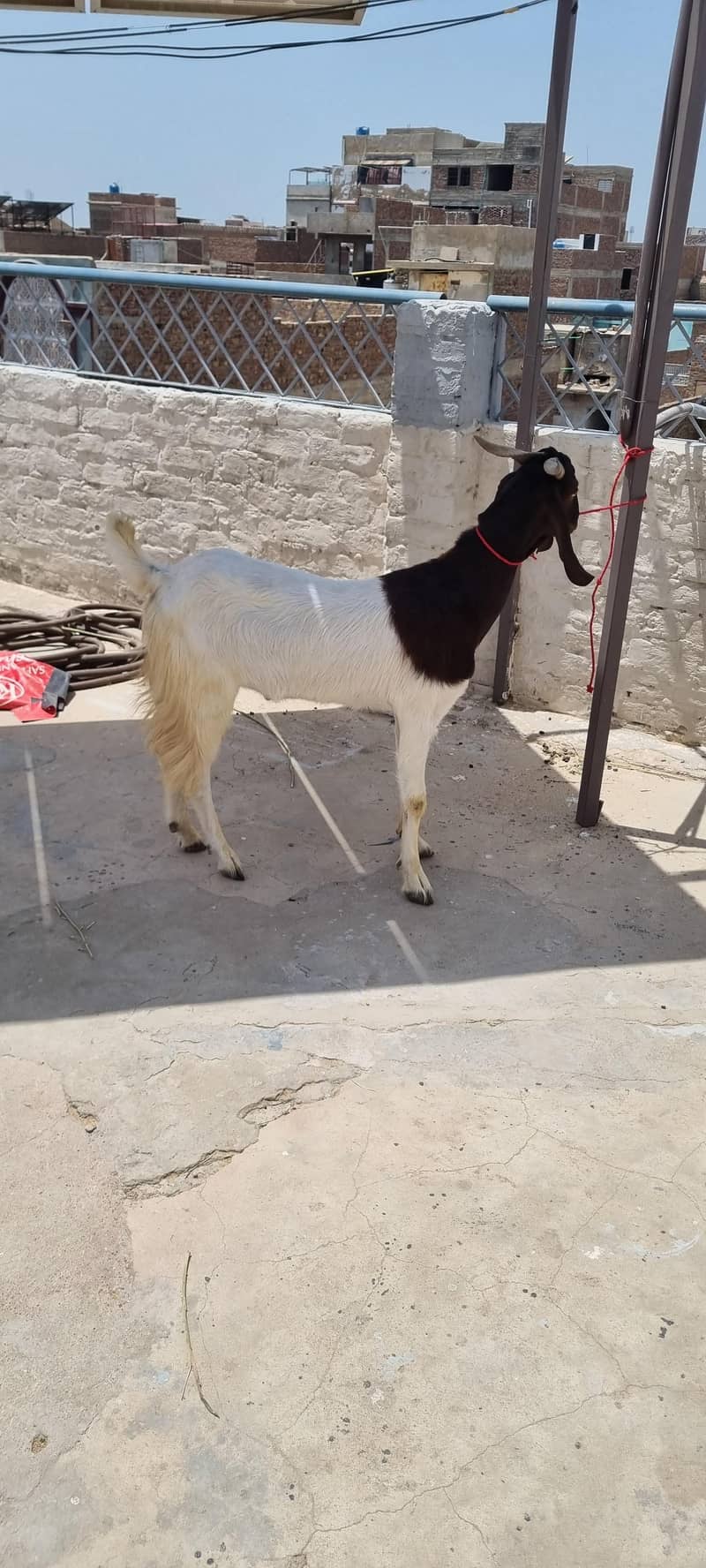 2 dant khassi Bakra 0