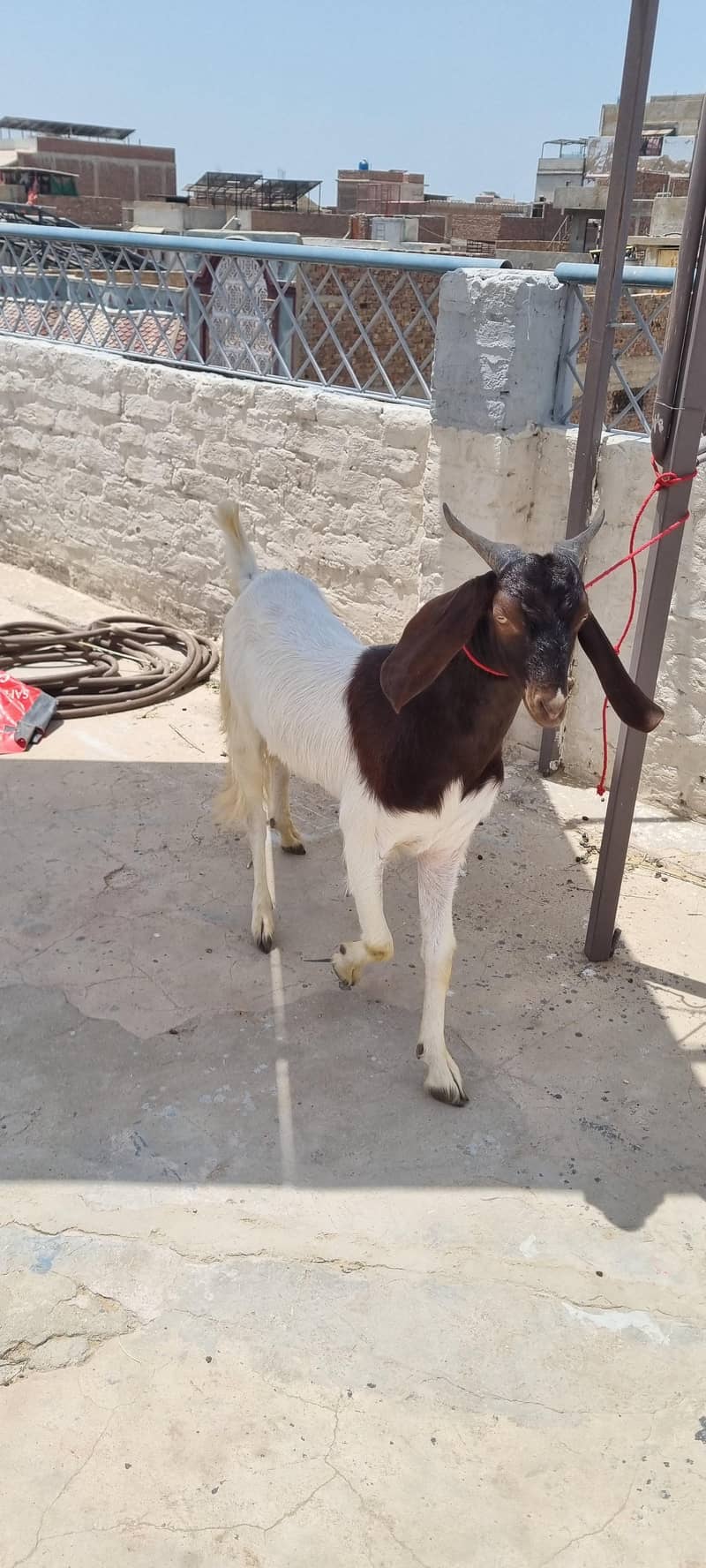 2 dant khassi Bakra 1