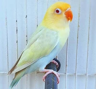 Pale Fallows Visual Parblue Violet Blue 3 Beautiful Love birds
