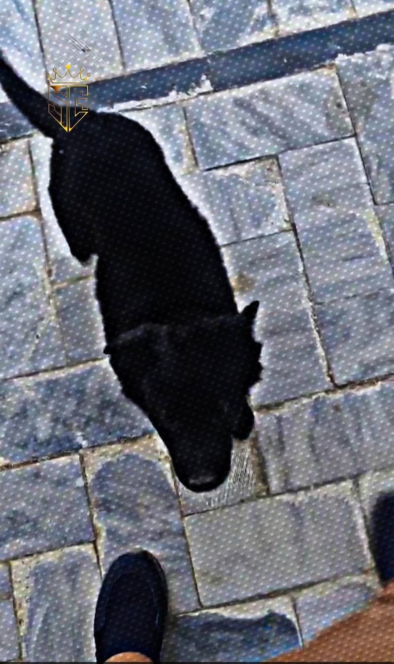 German Shepherd 1