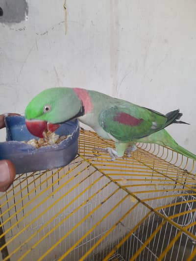 bolne wala mitho sath cage bhi urjent sale