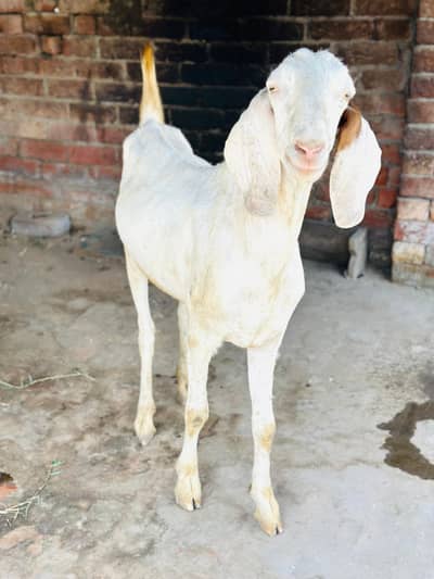Bakra for sale | goat for sale