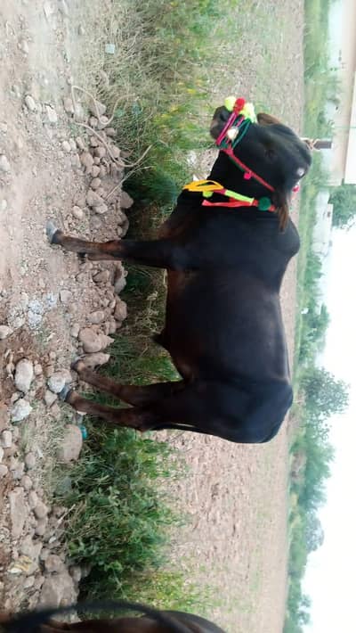 Animal bull