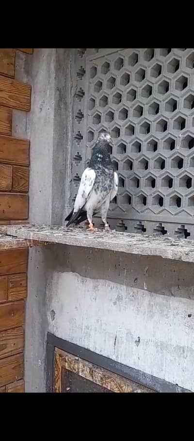 Teddy kabootar/ prwazi bachay available