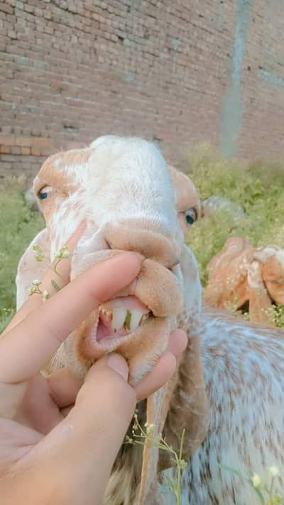 Do Maki cheena bakra Jori
