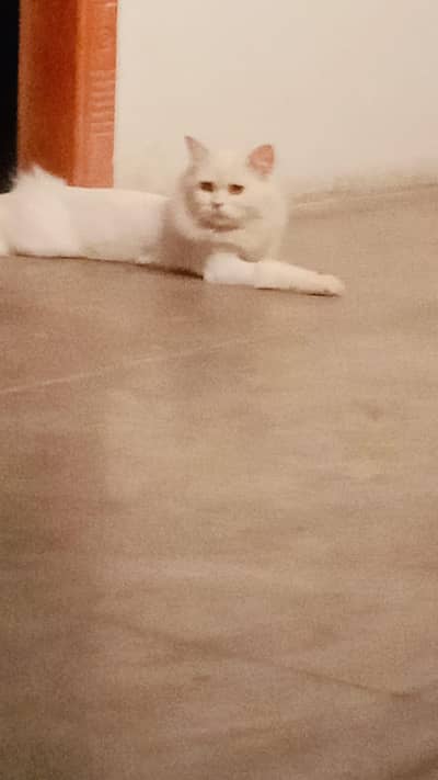 home breed parsion wahite  clour urgend sale