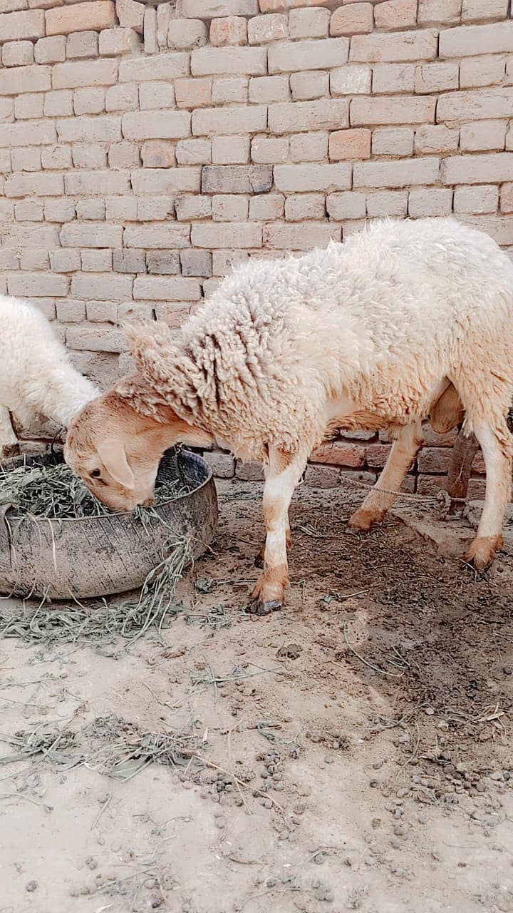Sheep 0