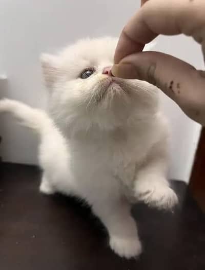 persian cat for sale Sana WatsapppNumber0318-8125-506