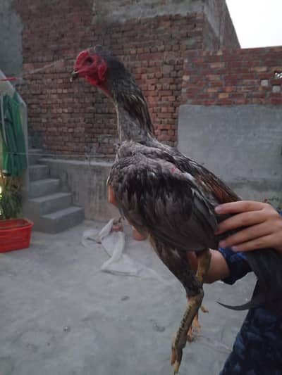 TOP QUALITY BURMI POKOY PAIR (03224492928)CONTACT US