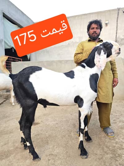 Goats | Bkra | Bkri | Sheep | Dumba | Qurbani Goats For Sale