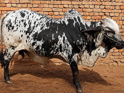 bull / Desi bachra / donda wacha
