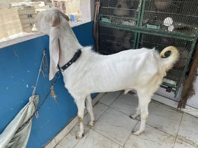 Andu bakra healthy heavy weight