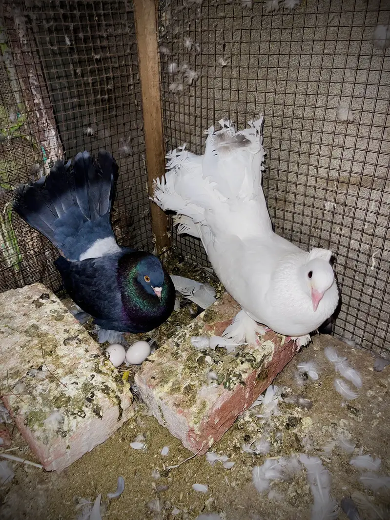 Fantail Pigeons (Lakaay Kabutar) — photo 2