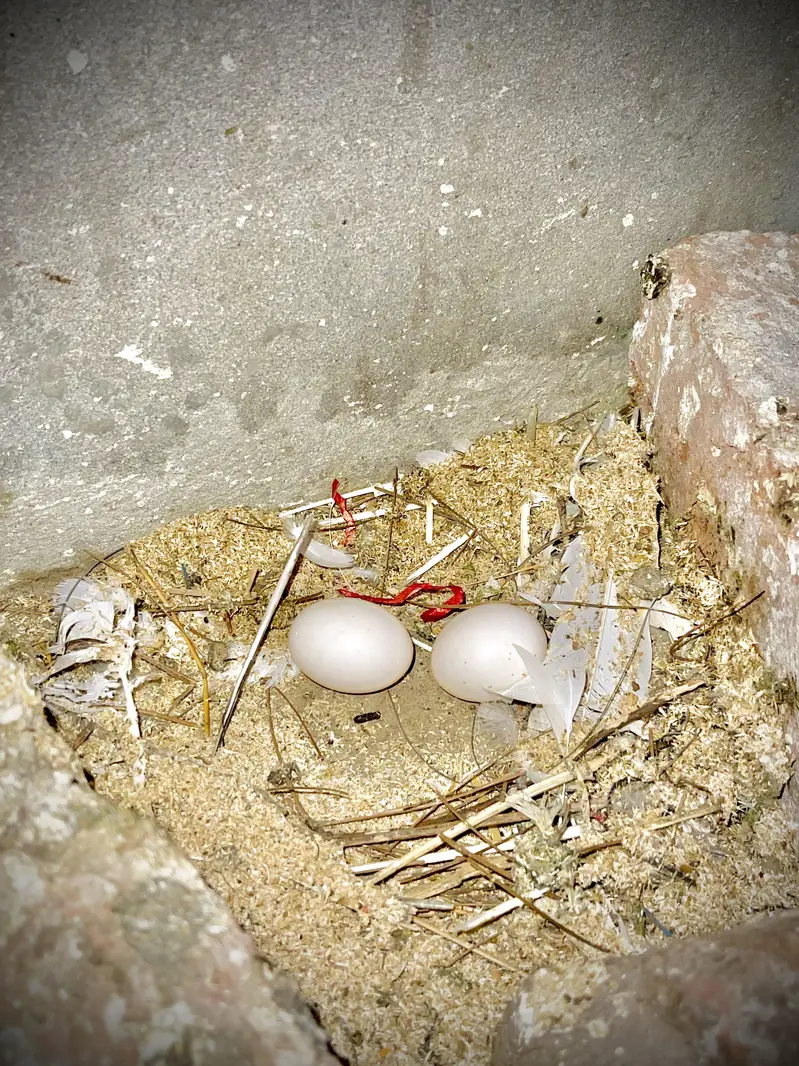 Fantail Pigeons (Lakaay Kabutar) — photo 6