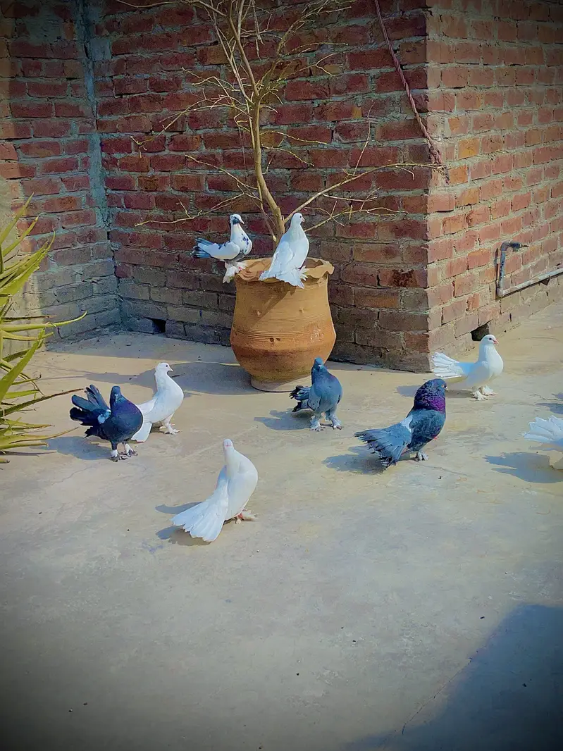 Fantail Pigeons (Lakaay Kabutar) — photo 7