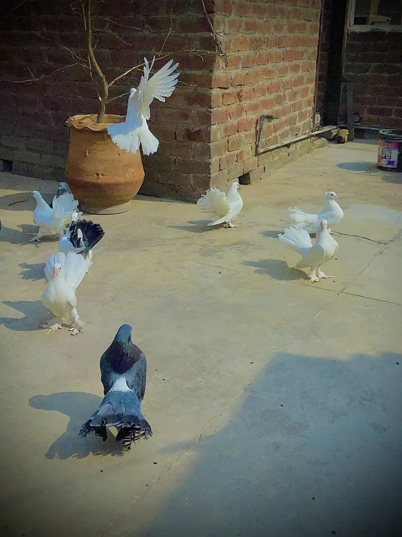Fantail Pigeons (Lakaay Kabutar) — photo 8