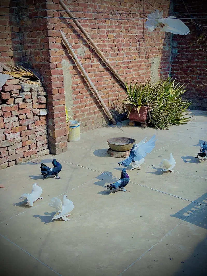 Fantail Pigeons (Lakaay Kabutar) — photo 9