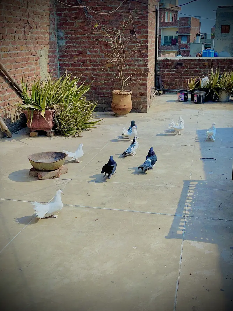 Fantail Pigeons (Lakaay Kabutar) — photo 10
