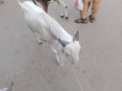 qurbani ka bakra available
