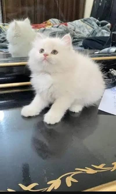 Persian cat for sale my WhatsApp number  03703659905