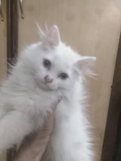 beautiful good looking kitten