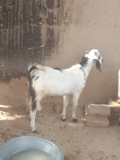 qurbani k leye baqra