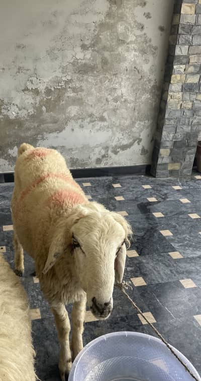 Chatra چھترا donda for sale