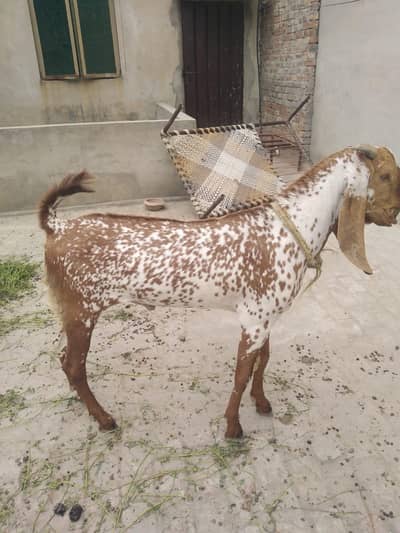 Bakra makkhi China