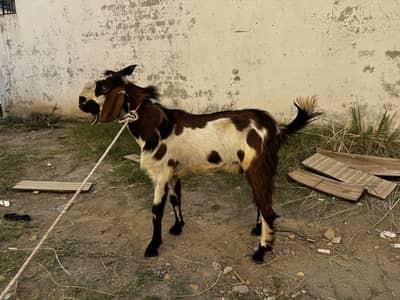 Bakry for sale