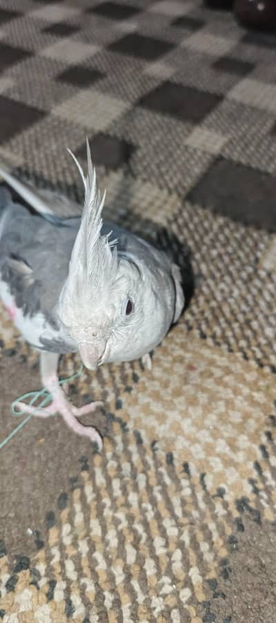 Gray cockatail parrot Adult