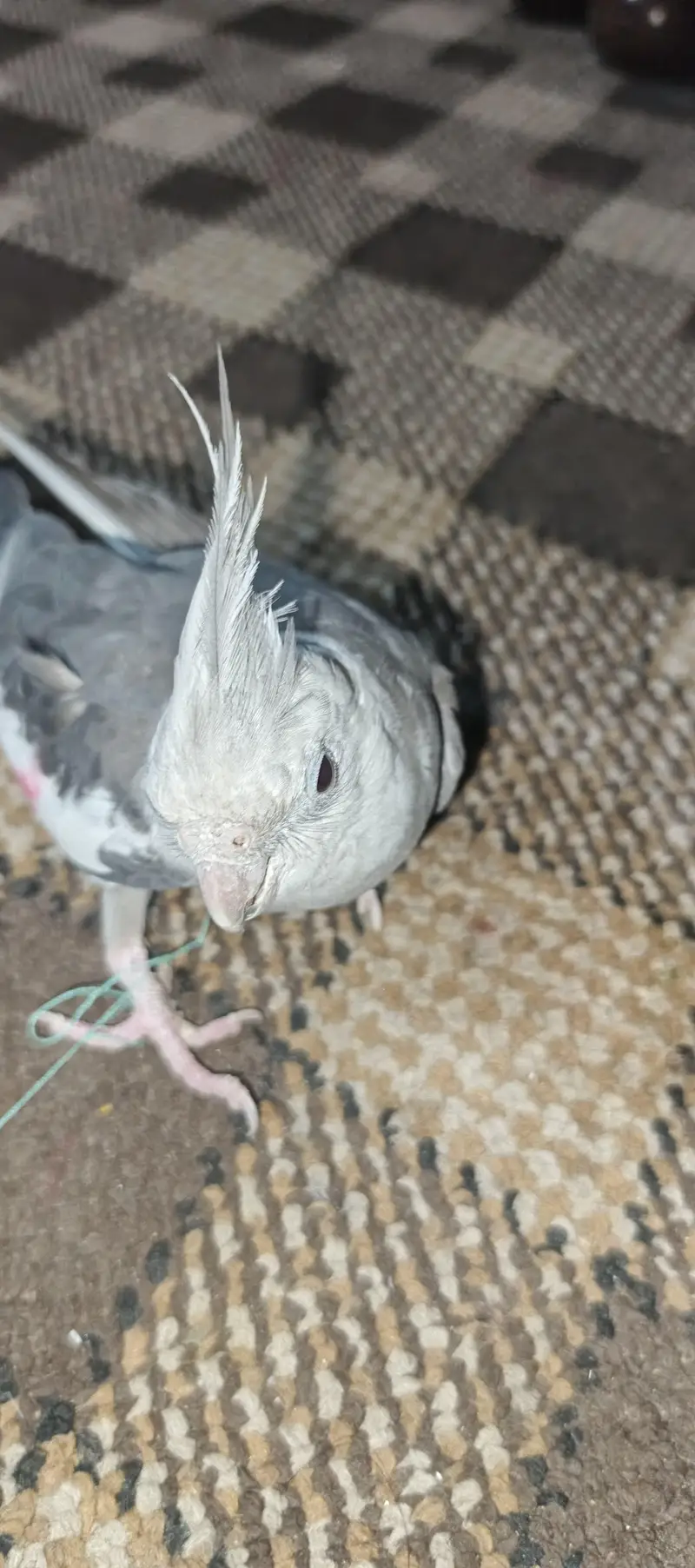 Gray cockatail parrot Adult