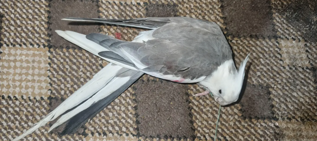 Gray cockatail parrot Adult — photo 2