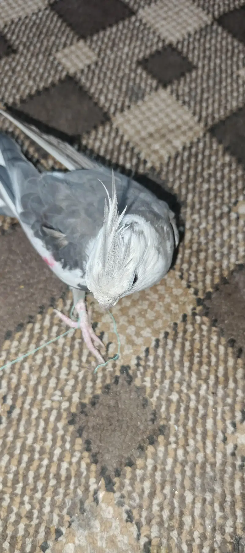 Gray cockatail parrot Adult — photo 3
