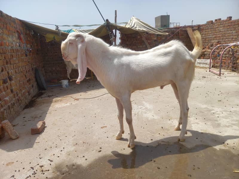 bakra 0