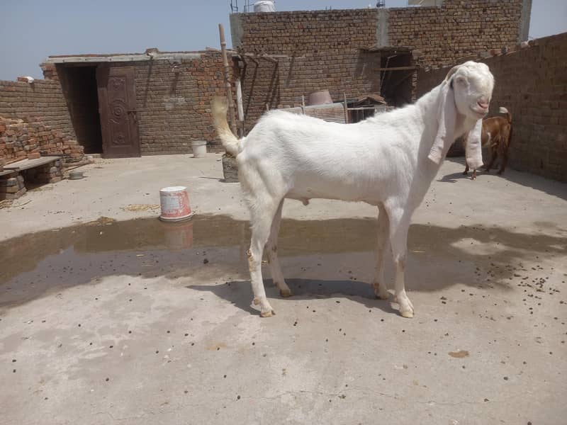 bakra 1